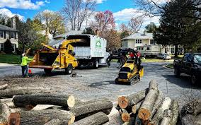 Professional Tree Services in Burnt Mills, MD